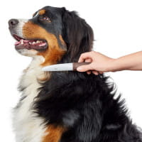 HUNTER Pflegekamm Spa mit rotierenden Zinken