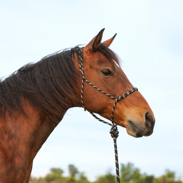 Knotless Halter and Leadrope
