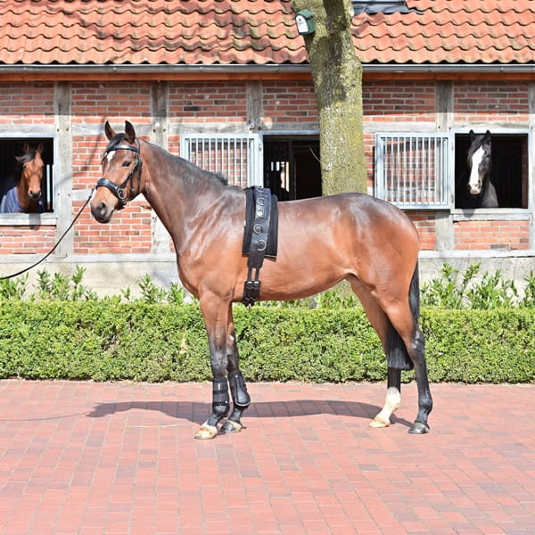 Longiergurt-Unterlage 3D AIR EFFECT - Atmungsaktives Polster Für Pferde