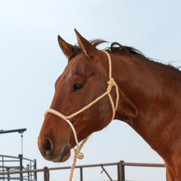 Classic Equine Rope Nose Halter and Leadrope