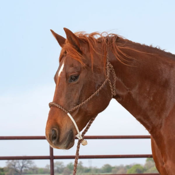 Classic Equine Rope Nose Halter and Leadrope