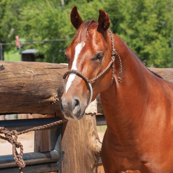 Classic Equine Rope Nose Halter and Leadrope