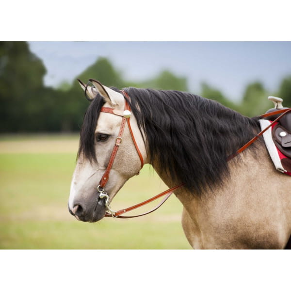 Browband Kopfstück Two Tone inkl Zügel